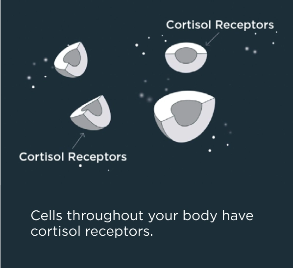 Illustration of cells with arrows pointing to cortisol receptors. Text reads: Cells throughout your body have cortisol receptors.